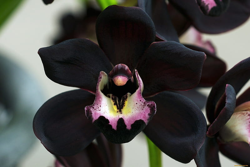 Black orchid, flower, black, pink, orchid, HD wallpaper