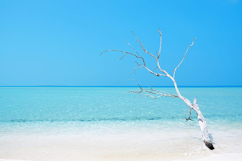 tree, ocean, beach, minimalism, water, blue, HD wallpaper