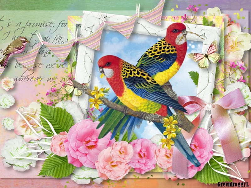 PAIR OF ROSELLAS, ROSELLA, CREATION, BIRDS, PAIR, HD wallpaper