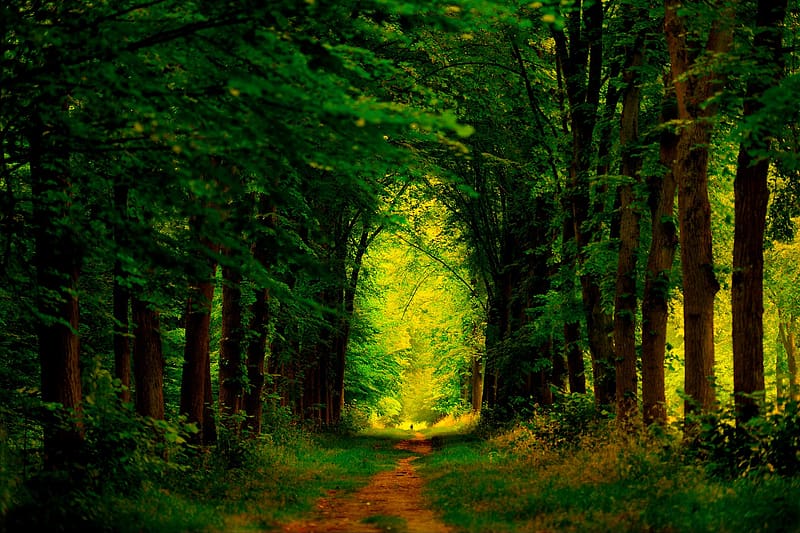 Forest, , Path, Dirt Road, HD wallpaper | Peakpx