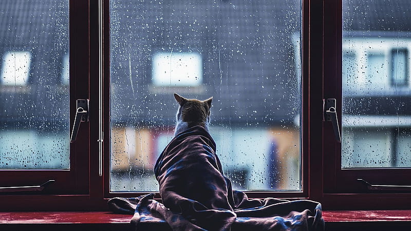 Cats, Cat, Water Drop, Window, HD wallpaper | Peakpx