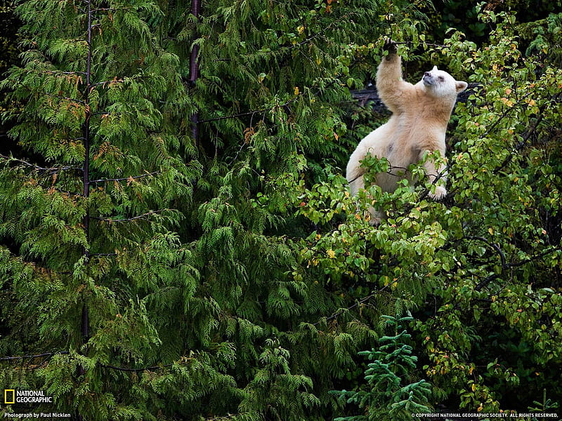 Kermode Bear-National Geographic, HD wallpaper