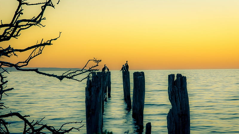 Cormorants sitting on wooden pylons, birds, wooden pylons, sunset, branches, sea, HD wallpaper