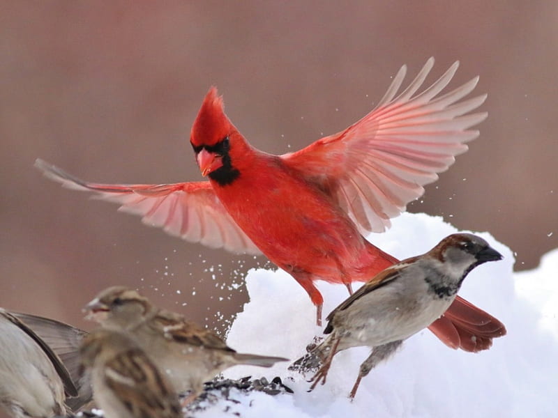 Cardinal and Sparrow, snow, birds, sparrow, animal, winter, cardinal, HD wallpaper