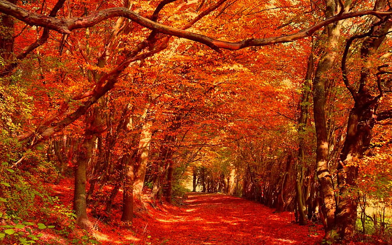 Red Carpet, fall, autumn, graphy, trees, HD wallpaper