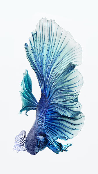 Beautiful goldfish in the aquarium. 3d rendering. Computer digital drawing.,  Ai Generative Image 23176596 Stock Photo at Vecteezy