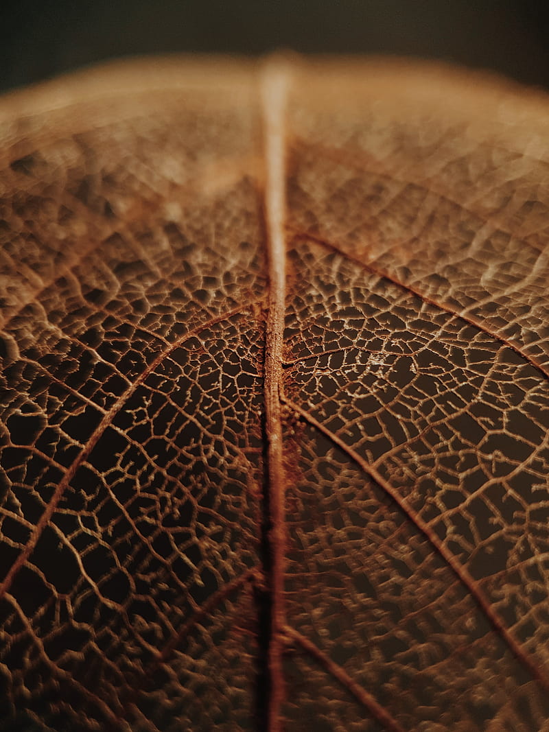 leaf, veins, macro, brown, dry, HD phone wallpaper