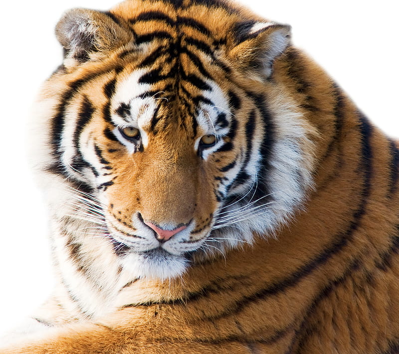 Siberian Tiger, big cats, felines, predators, tigers, HD wallpaper