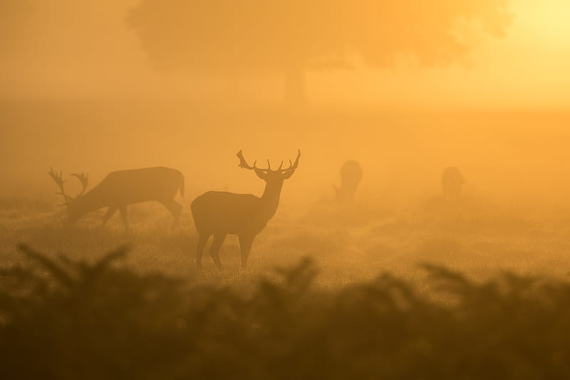 Deer Fog Dusk Sunset , deer, animals, fog, dusk, dawn, sunset, HD wallpaper