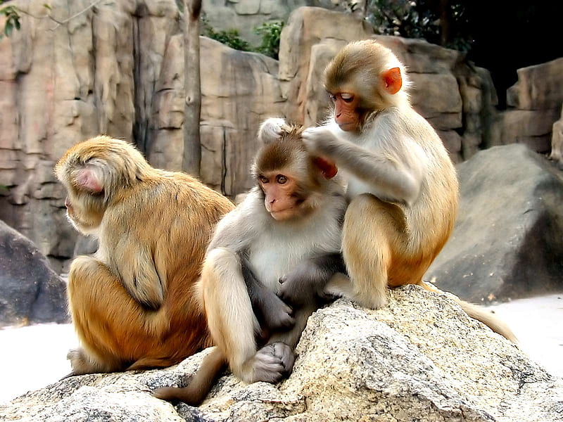 Grooming Monkeys, brown, primates, tail, monkeys, grooming, animal, HD wallpaper