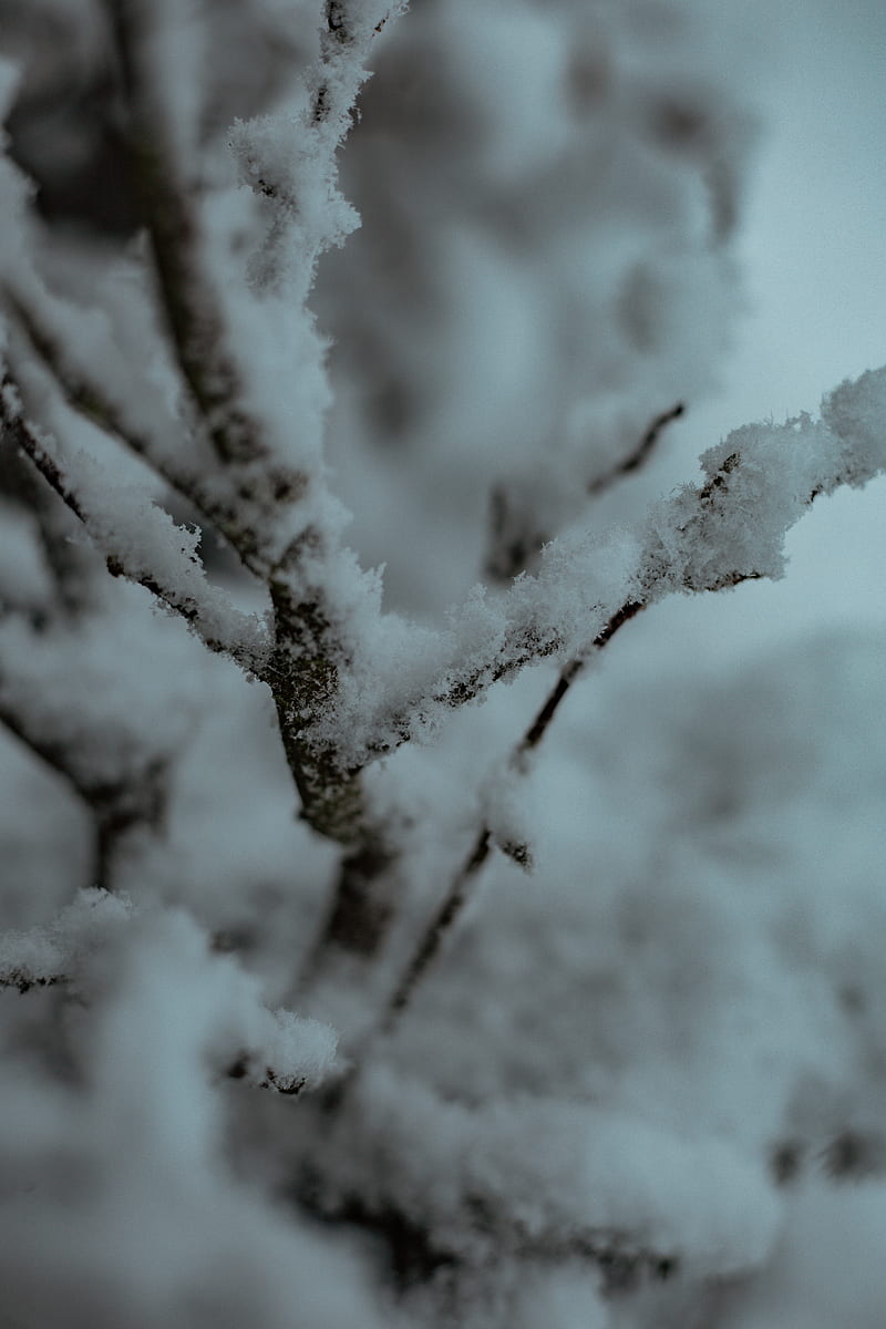 snow covered tree branch during daytime, HD phone wallpaper