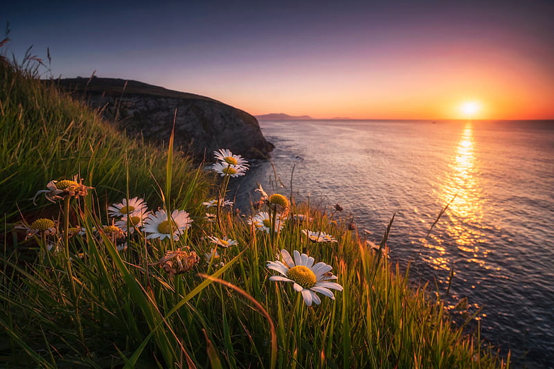 Earth, Coastline, Biscay, Camomile, Coast, Flower, Rock, Sea, Spain, Sunset, HD wallpaper
