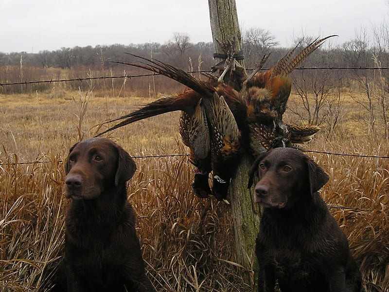 2 of my hunting dogs, birds, hunting, animals, dogs, HD wallpaper