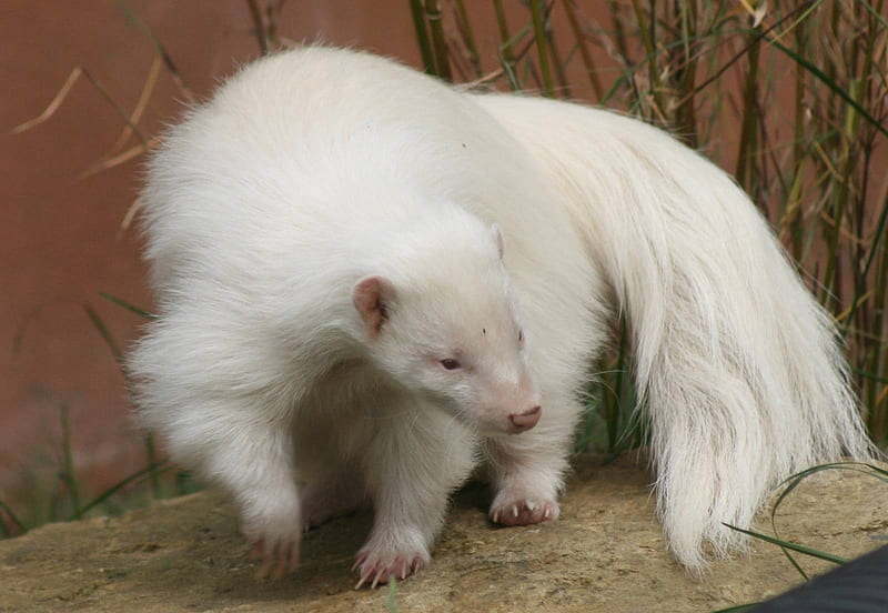 Albino Skunk Or Polecat, mammal, skunk, albino, polecat, HD wallpaper