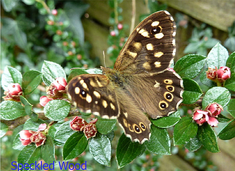Speckled Wood Butterfly, garden, cottoneaster, spring, butterfly, HD wallpaper