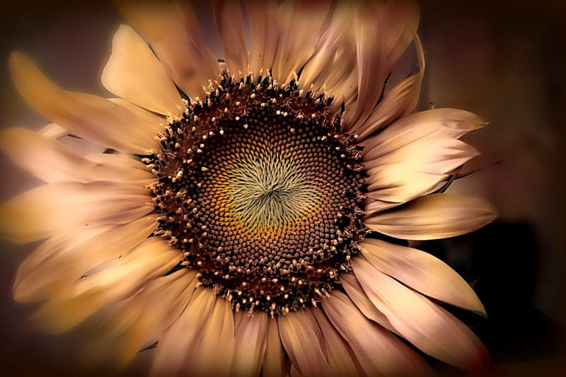 vintage sunflower desktop background