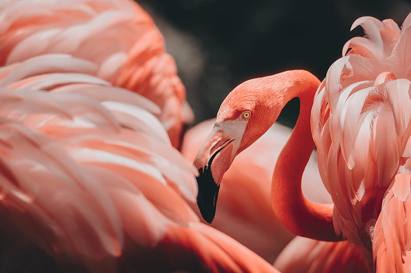 pink flamingos, HD wallpaper