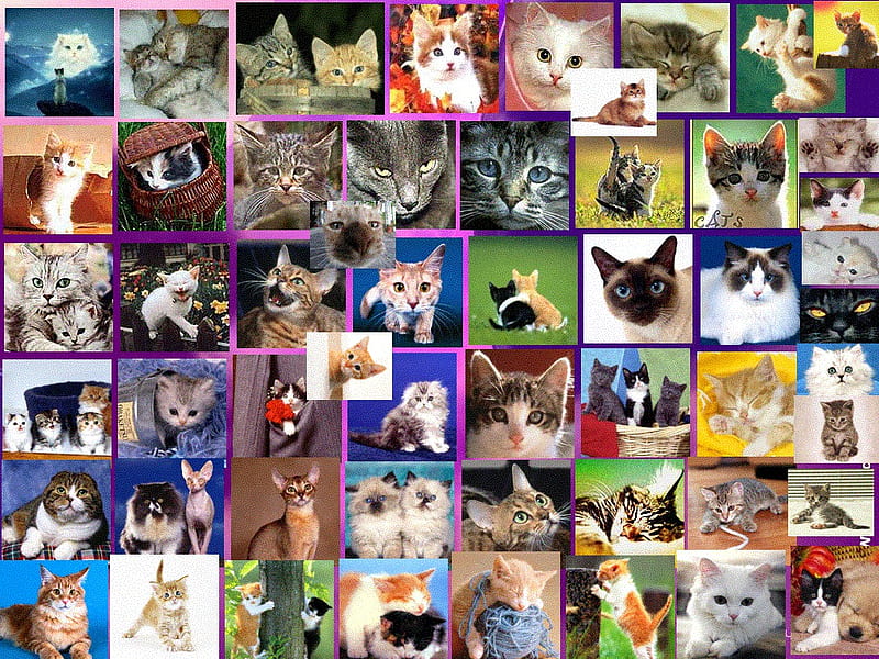 Cats of all sorts., cute, feline, cat, animal, HD wallpaper