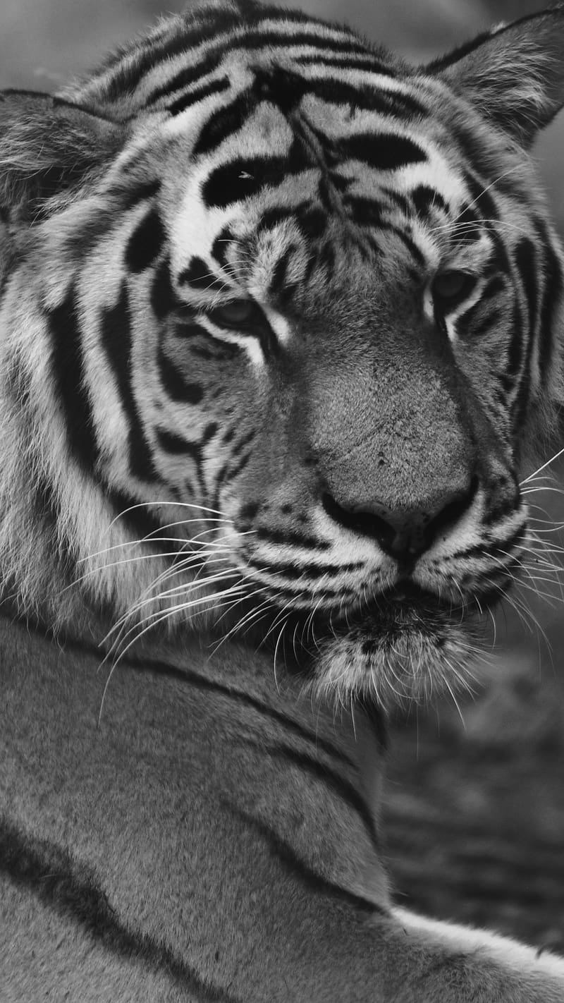 Black Tiger Lying On Ground, black tiger, sitting, black and white, wild, animal, lying, HD phone wallpaper