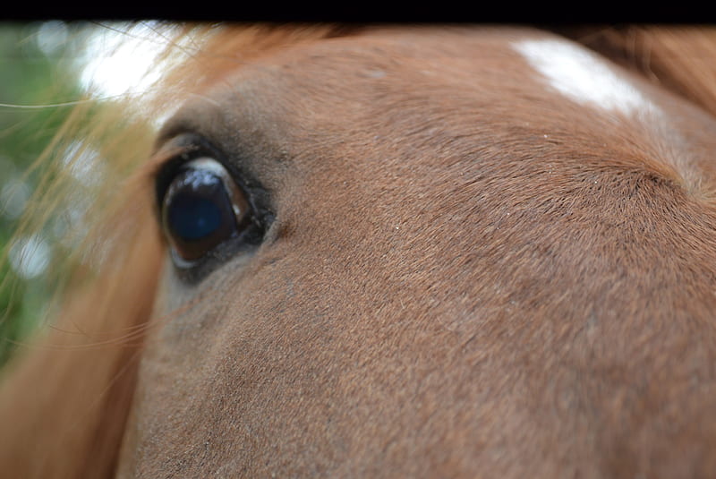 Horses point of view., close up, eye, chestnut, lol, horse, HD wallpaper
