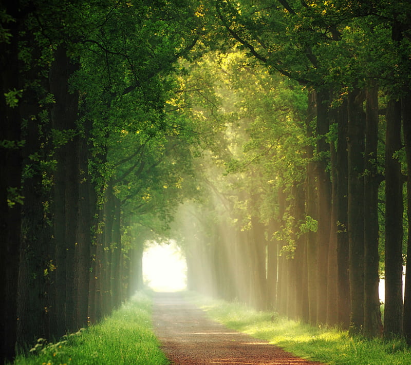 Natures Glory, green, nature, tunel, HD wallpaper | Peakpx