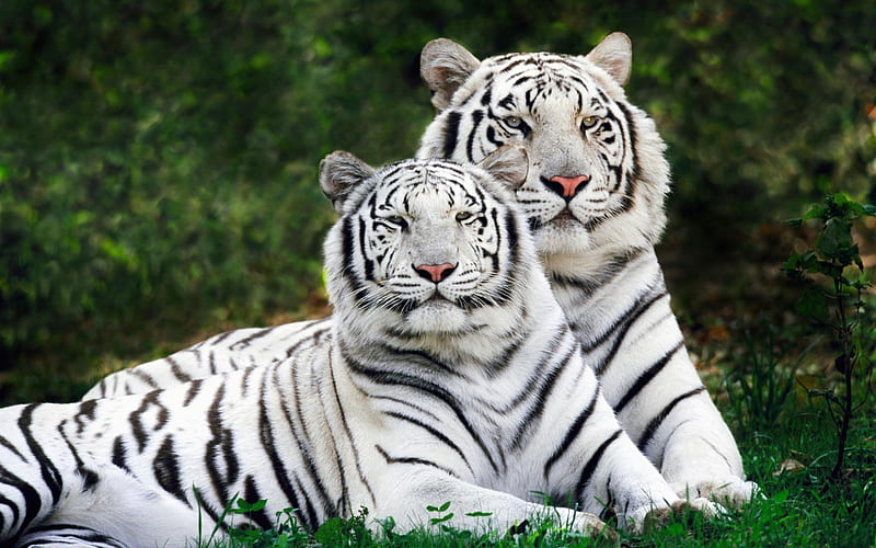 White Bengal Tigers-Animal World Series, HD wallpaper