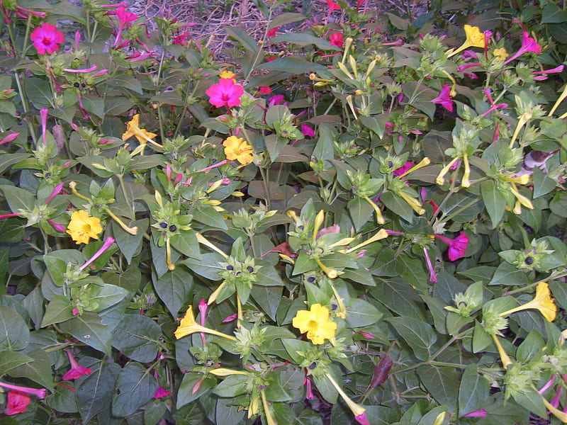 Colours of Summer, yellow, graphy, green, summer, flower, garden ...