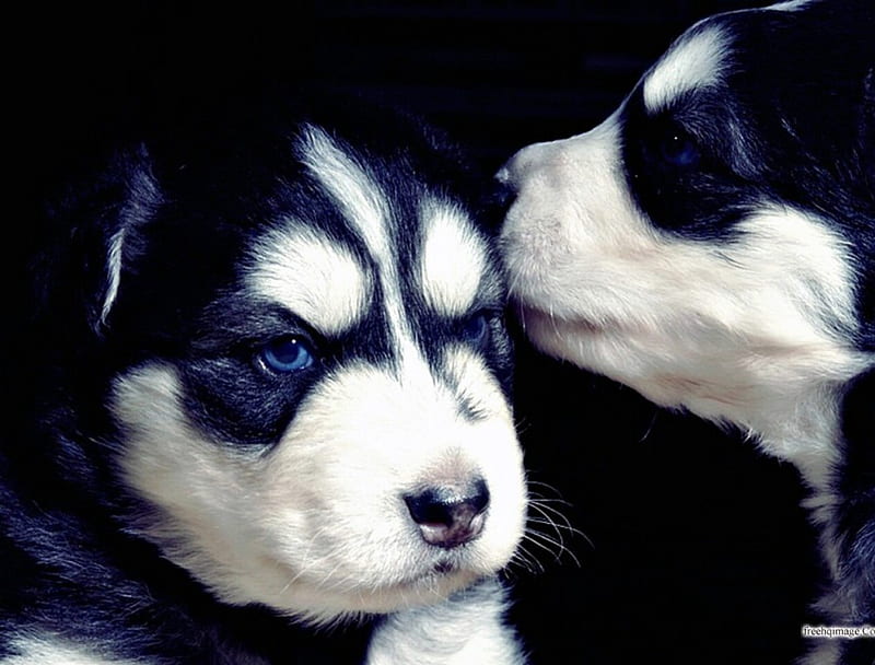 2 of a kind, two, pair, puppy, husky, HD wallpaper