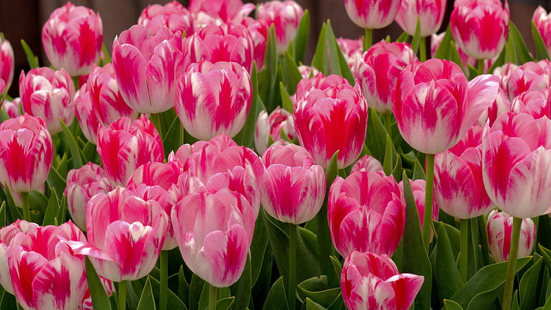 Tulip, Magenta, White, Churippu, Tulips, 3840x2160 Pink, Tulipa gesneriana, Flowers, Signal red, armine, Carmine, Flower, HD wallpaper
