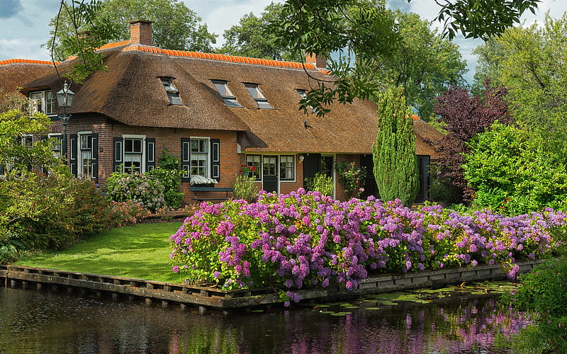 House in Netherland, pond, house, hydrangea, Holland, flowers, bonito ...