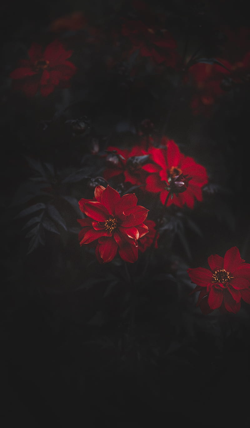 Red Rose in Dark, Audrey, Plants, beautiful flowers, bloom, bush, flower,  flowers, HD phone wallpaper | Peakpx