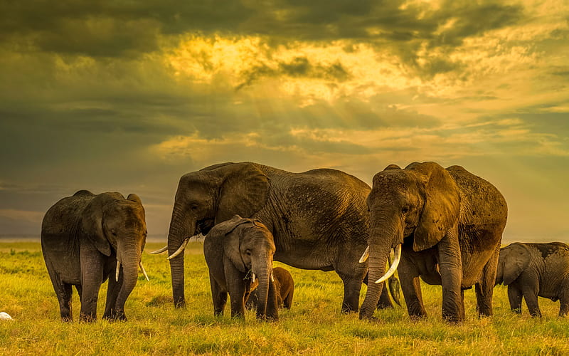 herd of elephants, elephant family, evening, sunset, Africa, elephants, little elephant, HD wallpaper