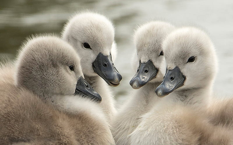Swan chicks, chick, baby, cute, bird, pasari, swan, HD wallpaper