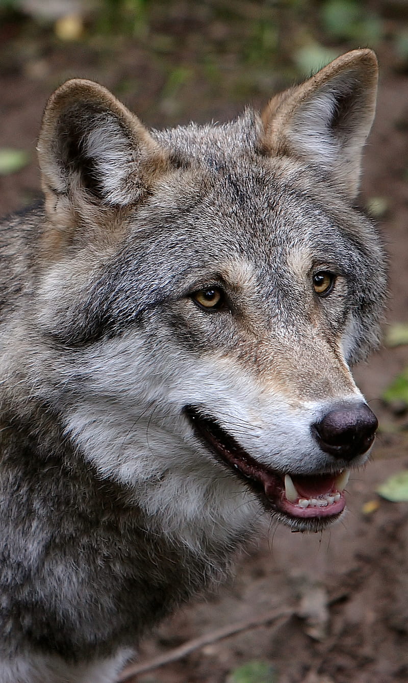 Wolf, animals, dogs wild, HD phone wallpaper
