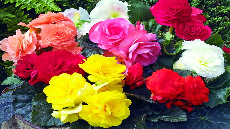 Colorful Bouquet, colorful, bouquet, flowers, nature, roses, HD