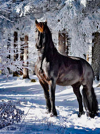 HD black horse winter wallpapers | Peakpx