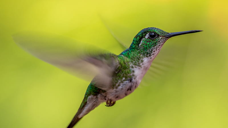 Green Crowned Brilliant Hummingbird Is Hovering In Blur Green Background Birds, HD wallpaper