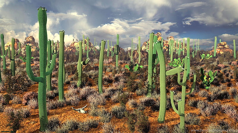 Organ Pipe Cactus in Mexican Desert, Desert, Mexican, Cactus, Organ Pipe, HD wallpaper