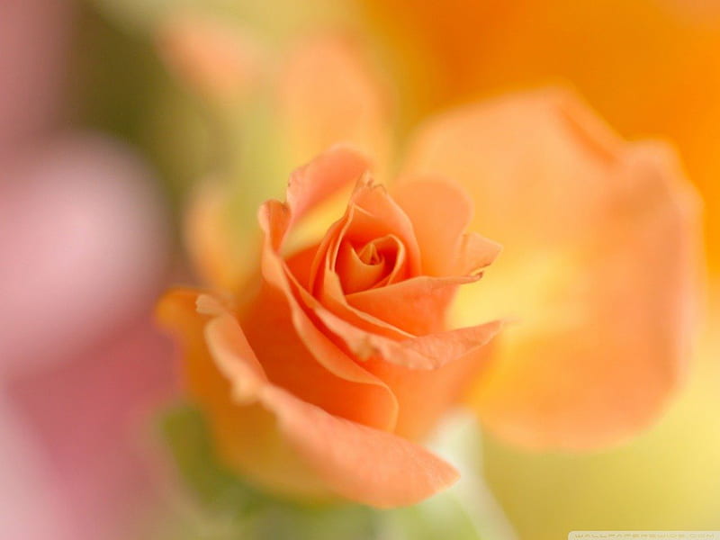 FOR MY DN FRIENDS, lovely, orange, rose, bonito, soft, close up, friendship, macro, beauty, friends, HD wallpaper