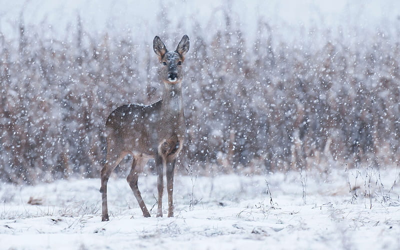 Animal, Deer, Roe Deer, Snow, Winter, HD wallpaper