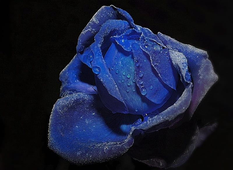 1920x1080px, 1080P free download | Tears of a Blue Rose, tears, flower ...