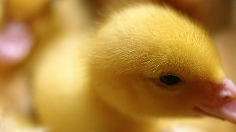 Duckling, cute, bird, yellow, pink, animal, HD wallpaper