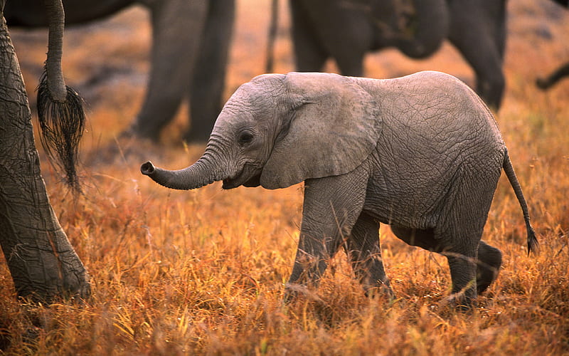 baby elephant, wildlife, cub, cute animals, small elephant, elephants, HD wallpaper