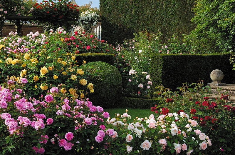 Rose Garden, english, bush, hedge, blossoms, stairs, HD wallpaper