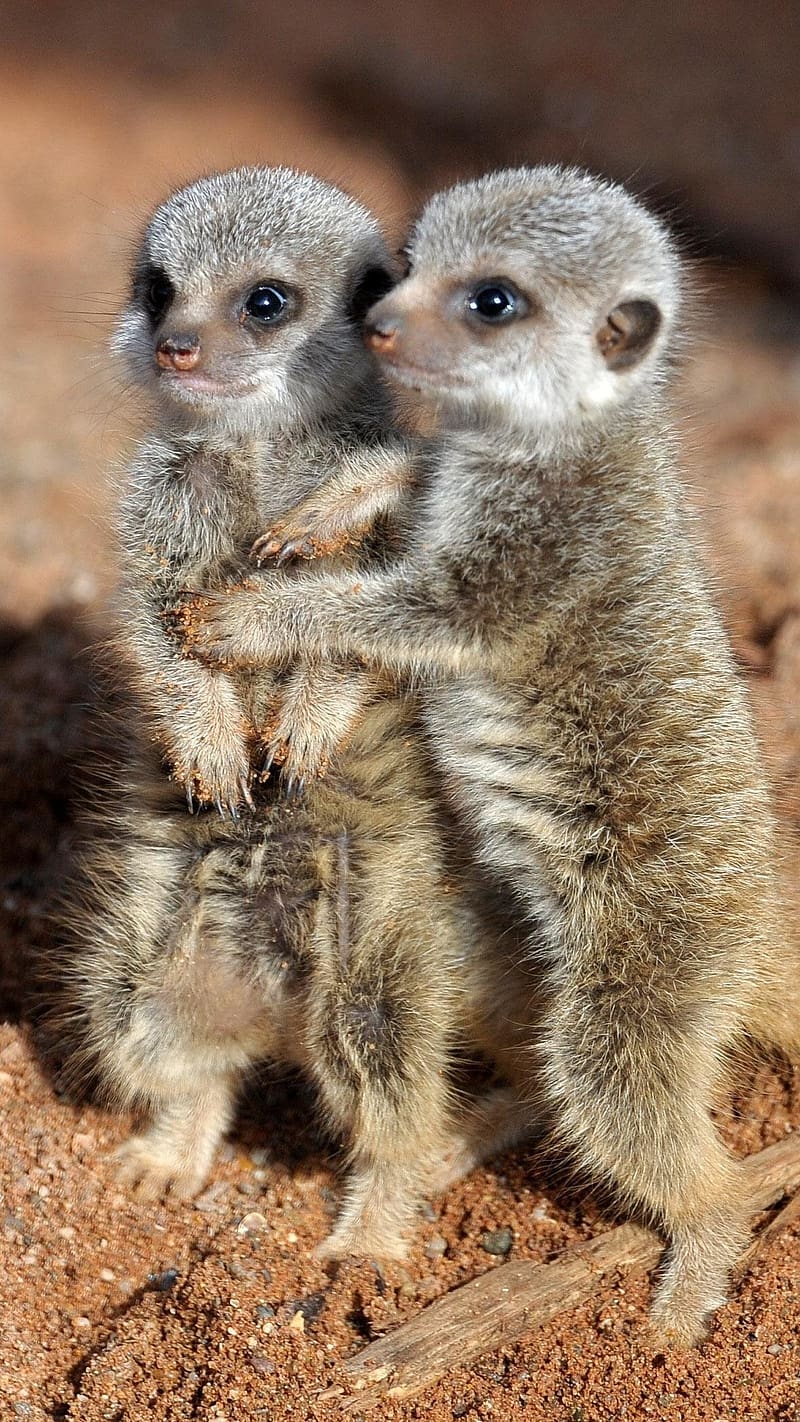 Cute Baby Animals, Meerkitten Hugging Each Other, meerkat, animal, cutest  moment, HD phone wallpaper | Peakpx
