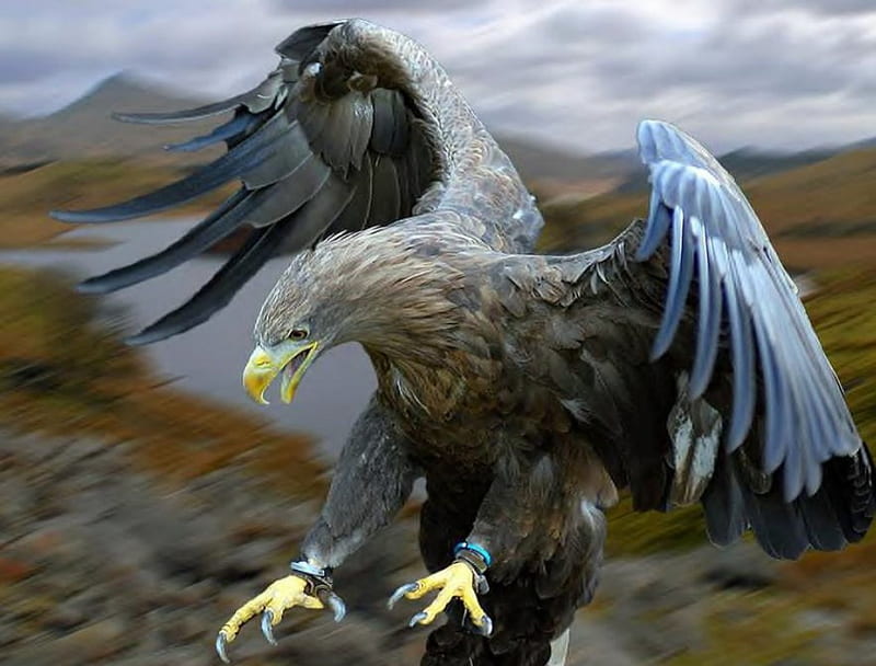 An Eagle Descends, eagle, sky, bird, animal, HD wallpaper