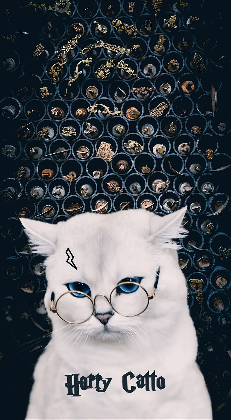 Harry Catto, cat, cats, cute, harry potter, white, HD phone wallpaper