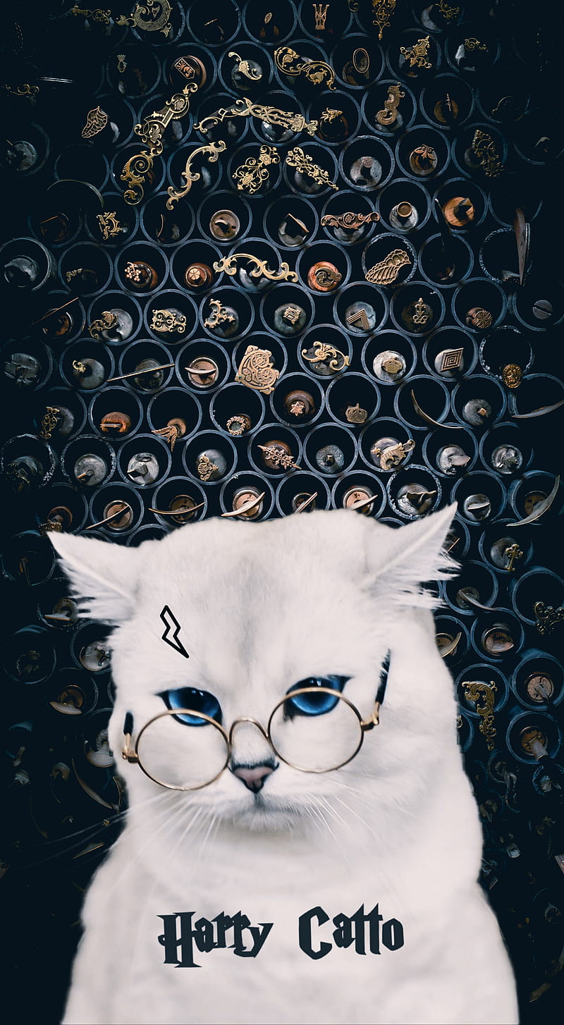 Harry Catto, cat, cats, cute, harry potter, white, HD phone wallpaper | Peakpx