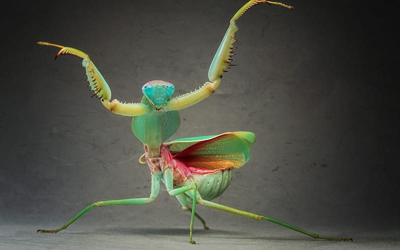 Praying mantis dancing, praying mantis, fantasy, green, insect, dance, funny, creative, HD wallpaper