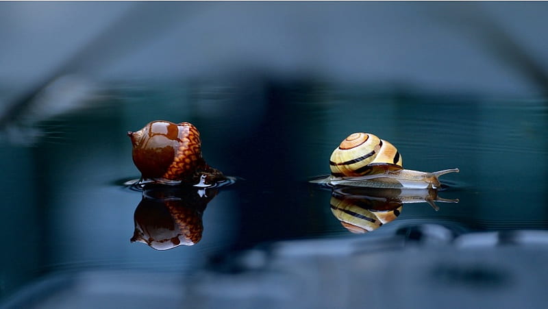 Snail And Acorn Reflection In Water, HD wallpaper
